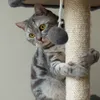 Arbre à chat 71cm gris Purlov 21712 Voir les images du produit 5
