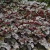 Piante tappezzanti - Heuchera 'Palace Purple' - 9 cm di Anteprima dell’immagine prodotto 5