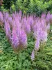 Stauden Gänge 1 x Astilbe chinensis pumila - Zwerg Produktbild-Vorschau 6