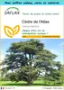 SAFLAX Ensemble-cadeau - Cèdre de l'Atlas - 20 graines - Voir les images du produit 1