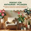 OraGarden Anthurien-Erde 3 Liter Produktbild-Vorschau 6