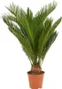Bloomique - Cycas Revoluta - Palmfarn - Sagopalme - Palme - Produktbild-Vorschau 1