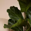 Ficus Lyrata Zimmerpflanze, 155 cm hoch, 30 cm Topf, Produktbild-Vorschau 6