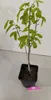 Asimina Triloba, Indický banán, Pawpaw, 5-litrový hrniec Náhľad obrázku produktu 2