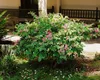 Weigela florida 'Nana Variegata', Weigelie, buntlaubig, Produktbild-Vorschau 13