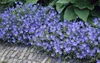 Stauden Gänge 10 x Geranium pratense 'Johnson's Blue' - Produktbild-Vorschau 2