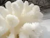 A close-up of a white coral decoration, possibly for an aquarium, placed on a white surface with a blurred background of tree branches. Produktbild-Vorschau