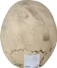 Skelet schedel, decoratie voor Halloween, griezelig Productafbeelding-voorbeeld 5
