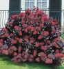 Perückenstrauch ´ROYAL PURPLE´ 40-50 cm, Cont. 2,5 l Produktbild-Vorschau 3