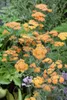 Achillea millefolium 'Terracotta', Schafgarbe, orange, ca. Produktbild-Vorschau 2