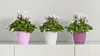 Three potted plants with white flowers and green leaves are displayed on a white shelf against a light gray background. Náhľad obrázku produktu