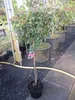 Mittelmeer Schneeball Eve Price Stamm - Viburnum tinus Eve Produktbild-Vorschau 1