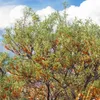 Olivello spinoso Moskwiczka 2L Anteprima dell’immagine prodotto 3