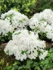 Rhododendron obtusum 'Kermesina Alba', weiß, 20–25 cm Produktbild-Vorschau 8