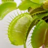 Bloomique - Lot de 2 - Dionaea Muscipula - Plante Carnivore Voir les images du produit 3