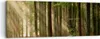 Bild auf Leinwand - Leinwandbild - Wald Baum Natur - Produktbild-Vorschau 1