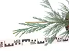 Sequoiadendron giganteum 'Glaucum' 40–70 cm blauer Produktbild-Vorschau 3