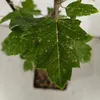 Malus 'Trilobata', manzano silvestre libanés, altura 80 cm, Vista previa de la imagen del producto 7