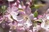 Malus 'Hillieri', Zierapfel, 100–125 cm Produktbild-Vorschau 1