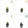 Lavandula angustifolia 'Dwarf Blue' | 12 stuks - 10-25cm - Anteprima dell’immagine prodotto 4
