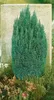 Chamaecyparis lawsoniana 'Ellwoodii', Blaue Scheinzypresse, Produktbild-Vorschau 13