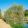 Salix alba 'Tristis', Trauerweide, gelbgrün, 100–150 cm Produktbild-Vorschau 2
