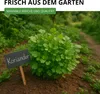 Koriander Comun Samen - Coriandrum sativum - Koriandersamen Produktbild-Vorschau 6