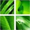 Visario Leinwandbild Grüne Blätter 60x60 cm – 4-teilig, Produktbild-Vorschau 1