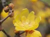 Chimonanthus praecox (fragrans) - Chinesische Winterblüte Produktbild-Vorschau 3