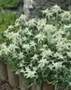 A cluster of white Edelweiss flowers in a garden setting with a stone wall and wooden planters. Produktbild-Vorschau