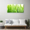 Acrylglasbilder 100x50 Wandbild Druck Gras Pflanzen Produktbild-Vorschau 3