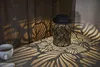 Decorazione solare a LED "Leafy", lanterna, nero Anteprima dell’immagine prodotto 6