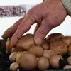 Hawlik Pilzbrut Steinchampignonkultur klein – Pilzzucht Set Produktbild-Vorschau 6
