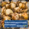 Kiepenkerl Großblumige Gladiole Holländische Mischung Produktbild-Vorschau 3