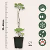 A young plant in a black pot with a ruler indicating its height and several icons representing its care needs. Produktbild-Vorschau