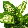 Exotenherz – Dieffenbachia „Compacta“ – 1 Pflanze – Produktbild-Vorschau 2