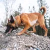Non-stop dogwear Halsband Solid Collar WD oliv, Größe: 43 Produktbild-Vorschau 9