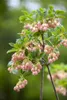 Glockenstrauch (Enkianthus campanulatus), wysokość 60-80 Podgląd zdjęcia produktu 5