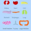 Poupée anatomique avec organes amovibles - Jouet éducatif Voir les images du produit 8