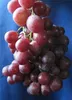 Vitis vinifera Red Globe - rosé Weintraube Tafeltraube - Produktbild-Vorschau 1