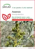 SAFLAX  - Assenzio - 500 semi - Artemisia Anteprima dell’immagine prodotto 1