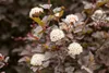 Physocarpus opulifolius 'Diabolo' -R-, Blasenspiere, Produktbild-Vorschau 7