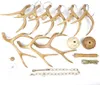 A collection of deer antlers and related hardware laid out on a white background. Podgląd zdjęcia produktu