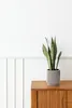 A snake plant in a grey pot sits on a wooden cabinet against a white wall. Náhled obrázku produktu