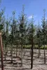 Amelanchier arborea 'Robin Hill' - Poire Robin Hill 60- 80 Voir les images du produit 1
