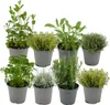 Zynesflora 8 Stück Italienische Kräuter Pflanzen im Ø 14 cm Produktbild-Vorschau 1