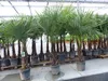 3 Stück XXL+ Palme winterhart 190 - 220 cm Trachycarpus Produktbild-Vorschau 4