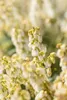 Pieris japonica 'Debutante', Japanische Lavendelheide, Produktbild-Vorschau 9