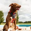 Beeztees Parinca Premium Y-Geschirr - Hundegeschirr - Nylon Produktbild-Vorschau 4