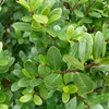 Lžičkový drieň - Ilex Crenata 'Dark Green' - 40-60 cm Náhľad obrázku produktu 1